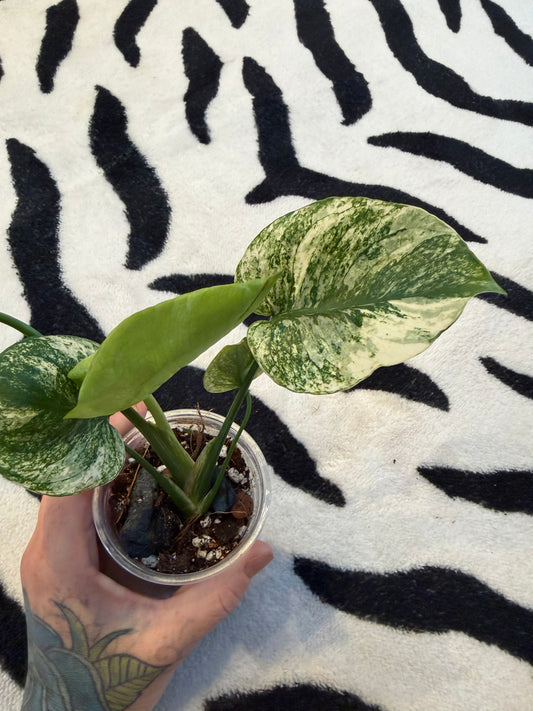 Monstera Devil Monster #1