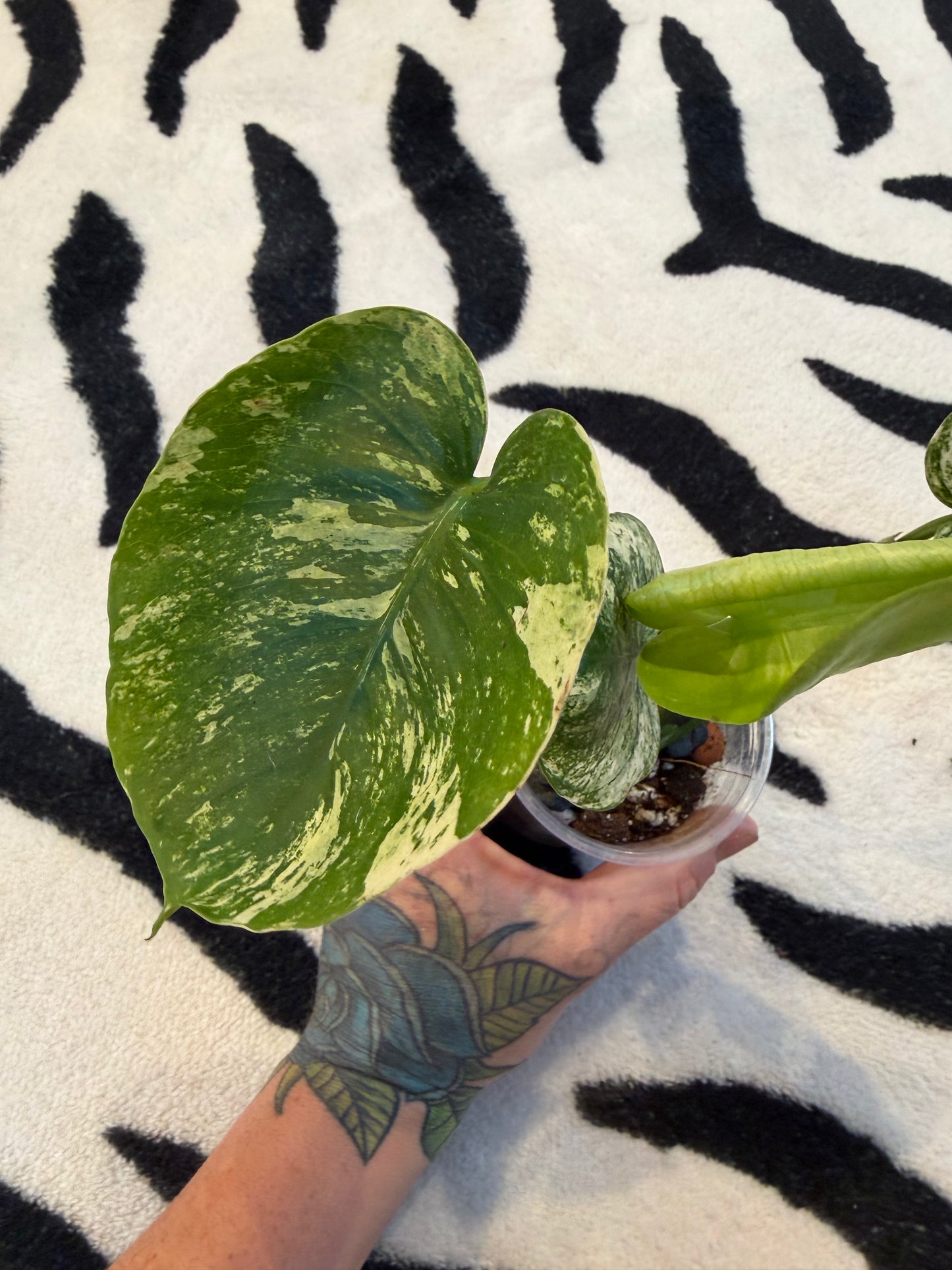Monstera Devil Monster #1