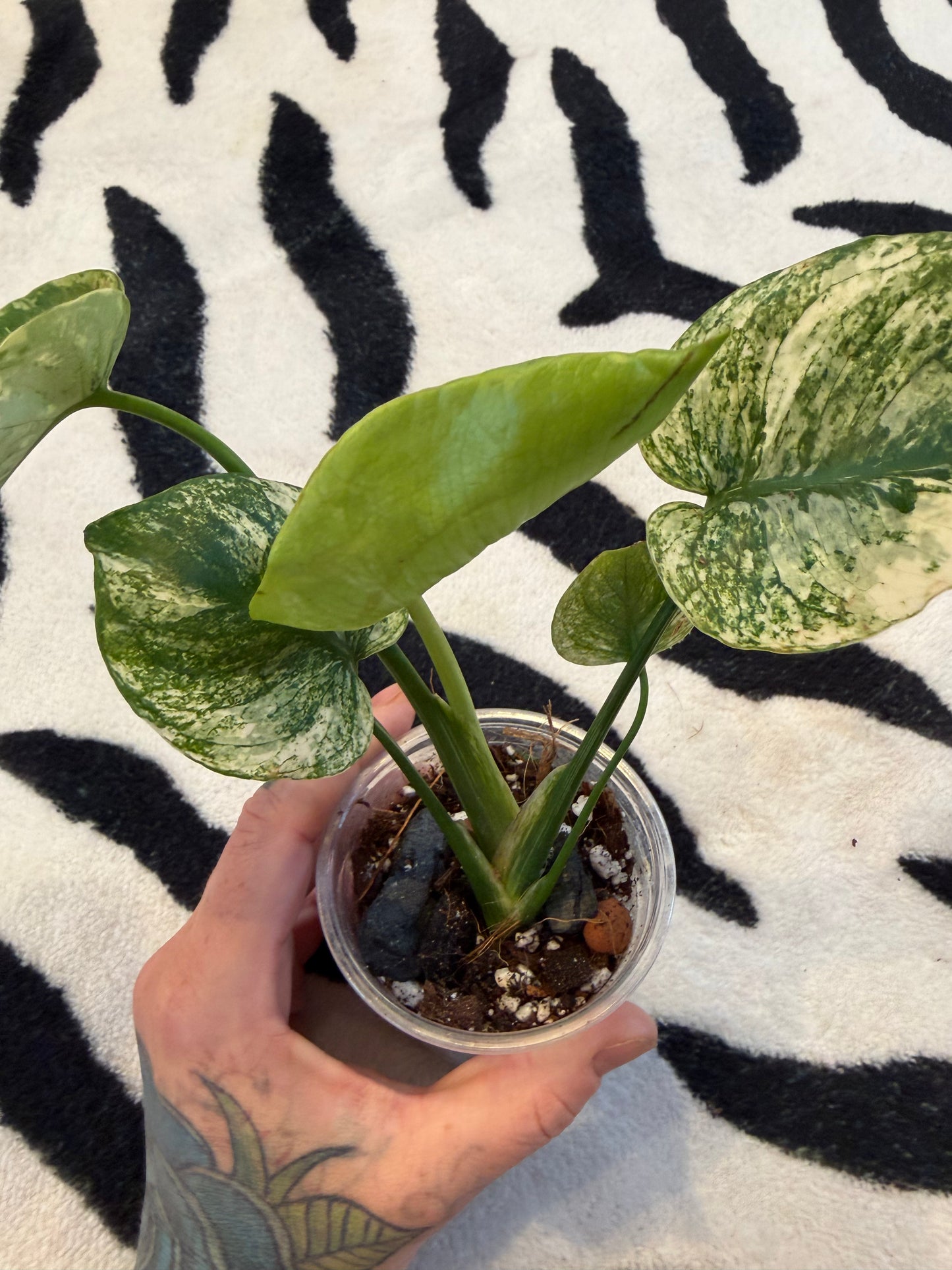 Monstera Devil Monster #1