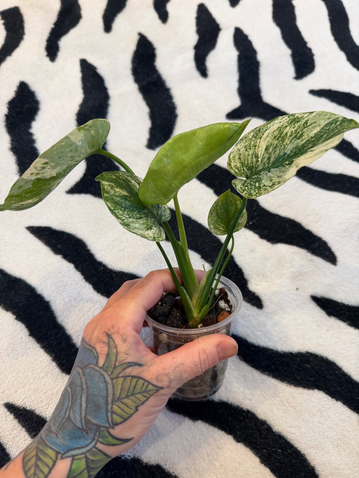 Monstera Devil Monster #1