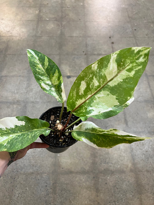 Anthurium Hookeri Variegated