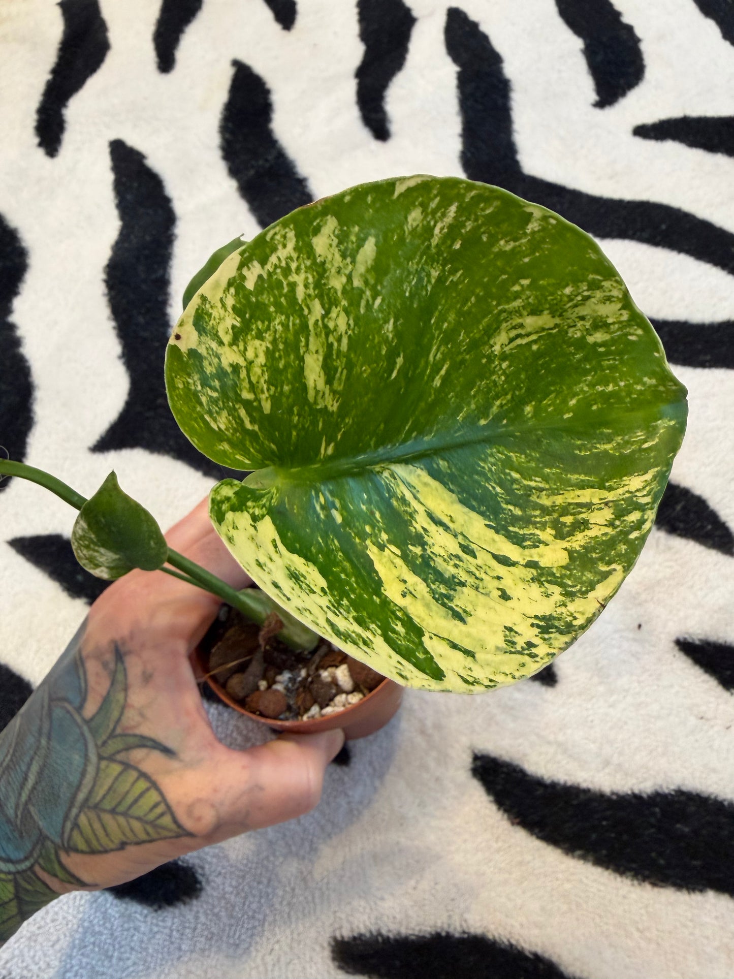 Monstera Devil Monster #2