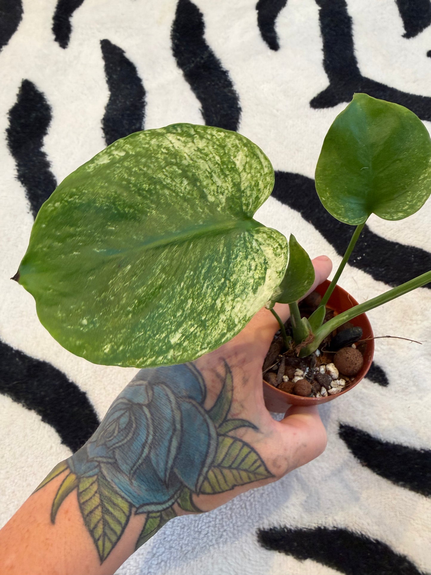 Monstera Devil Monster #2