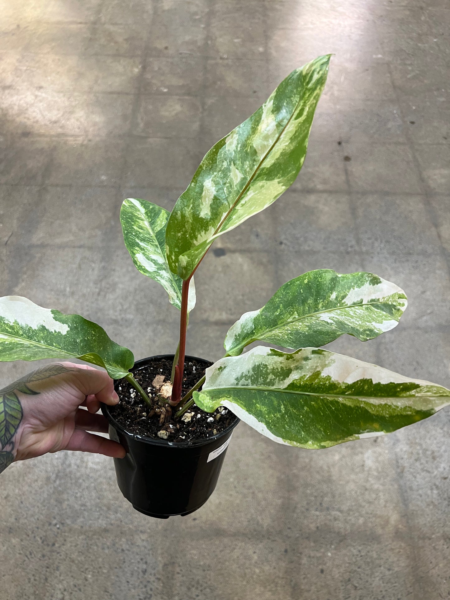 Anthurium Hookeri Variegated