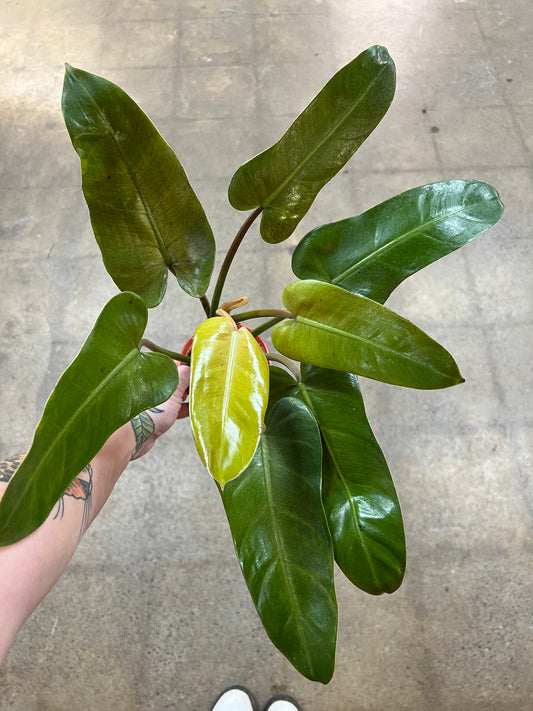 Philodendron Whipple Way