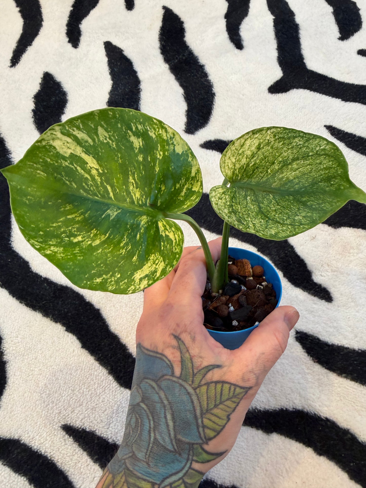 Monstera Devil Monster #3
