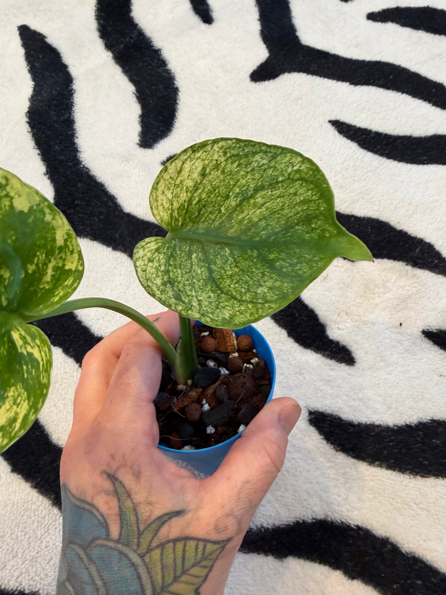 Monstera Devil Monster #3