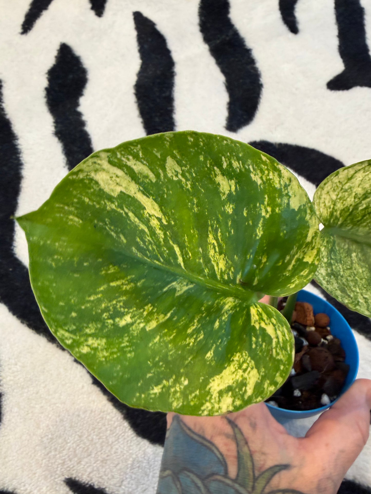 Monstera Devil Monster #3