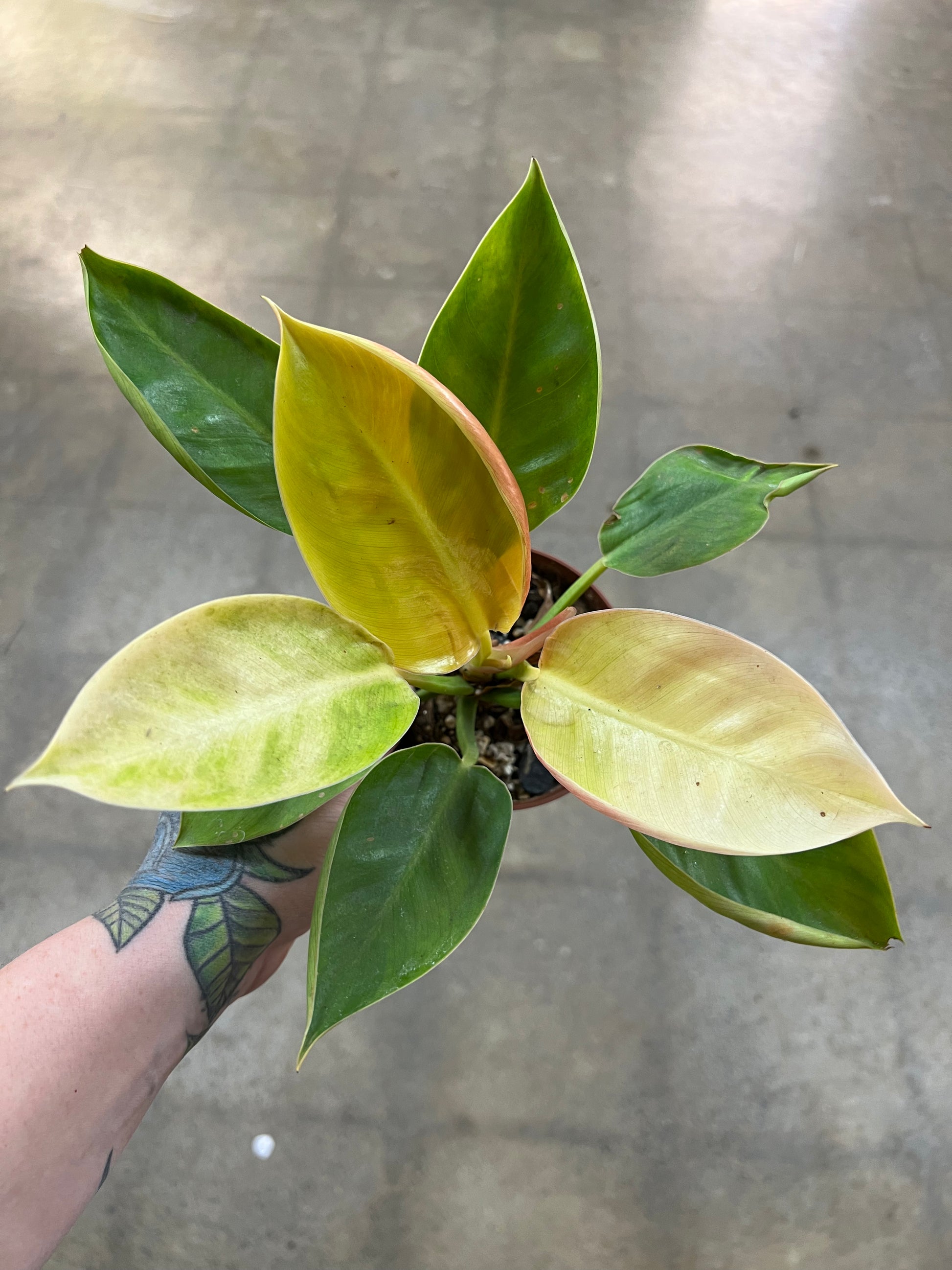 Pink Congo Reverted Philodendron Green Congo Reverted – jungleroseinc