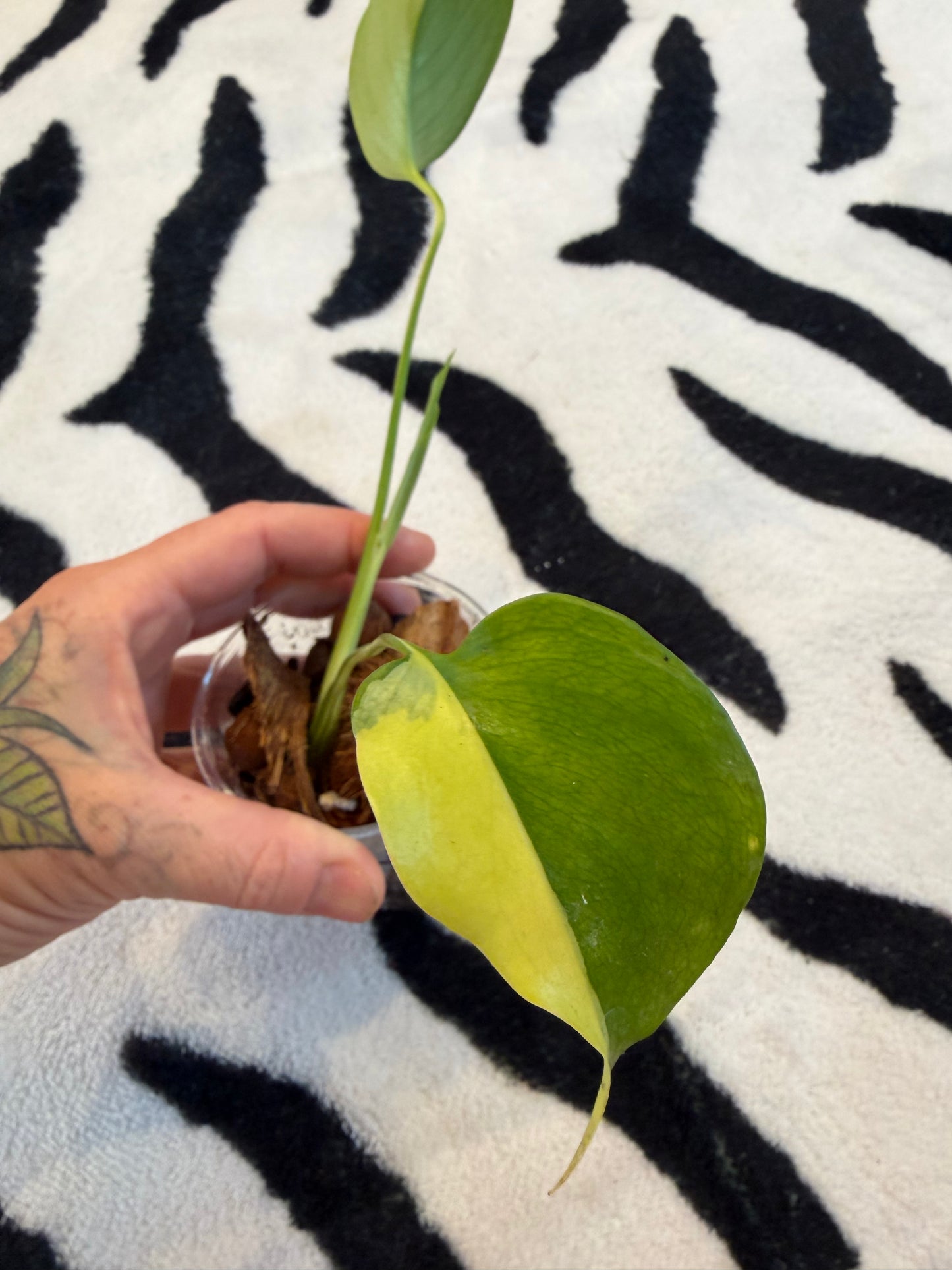 Monstera Yellow Lava #1