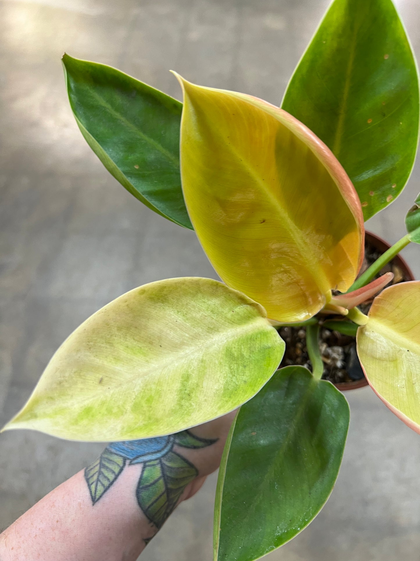 Philodendron Green Congo Reverted