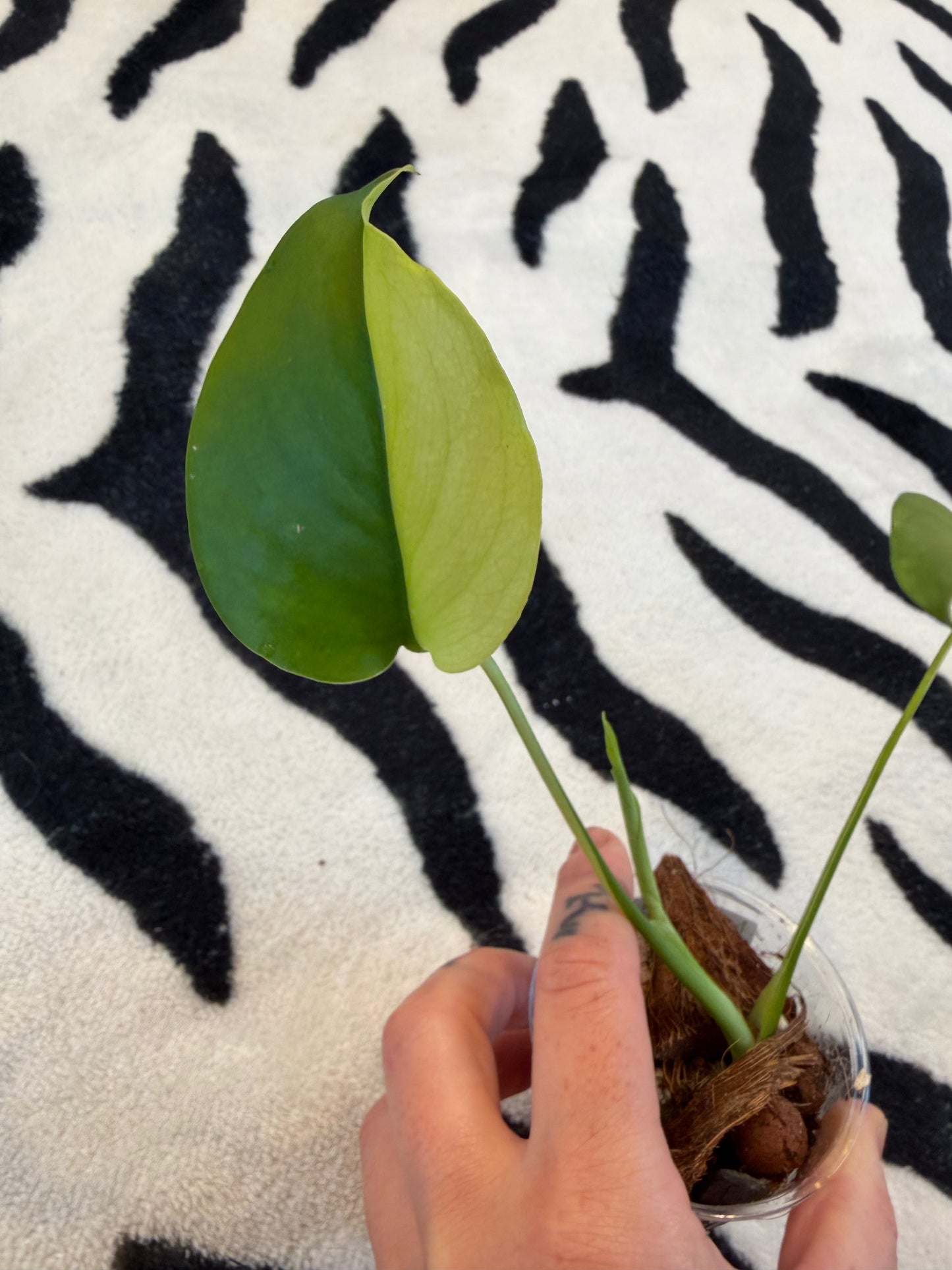 Monstera Yellow Lava #1
