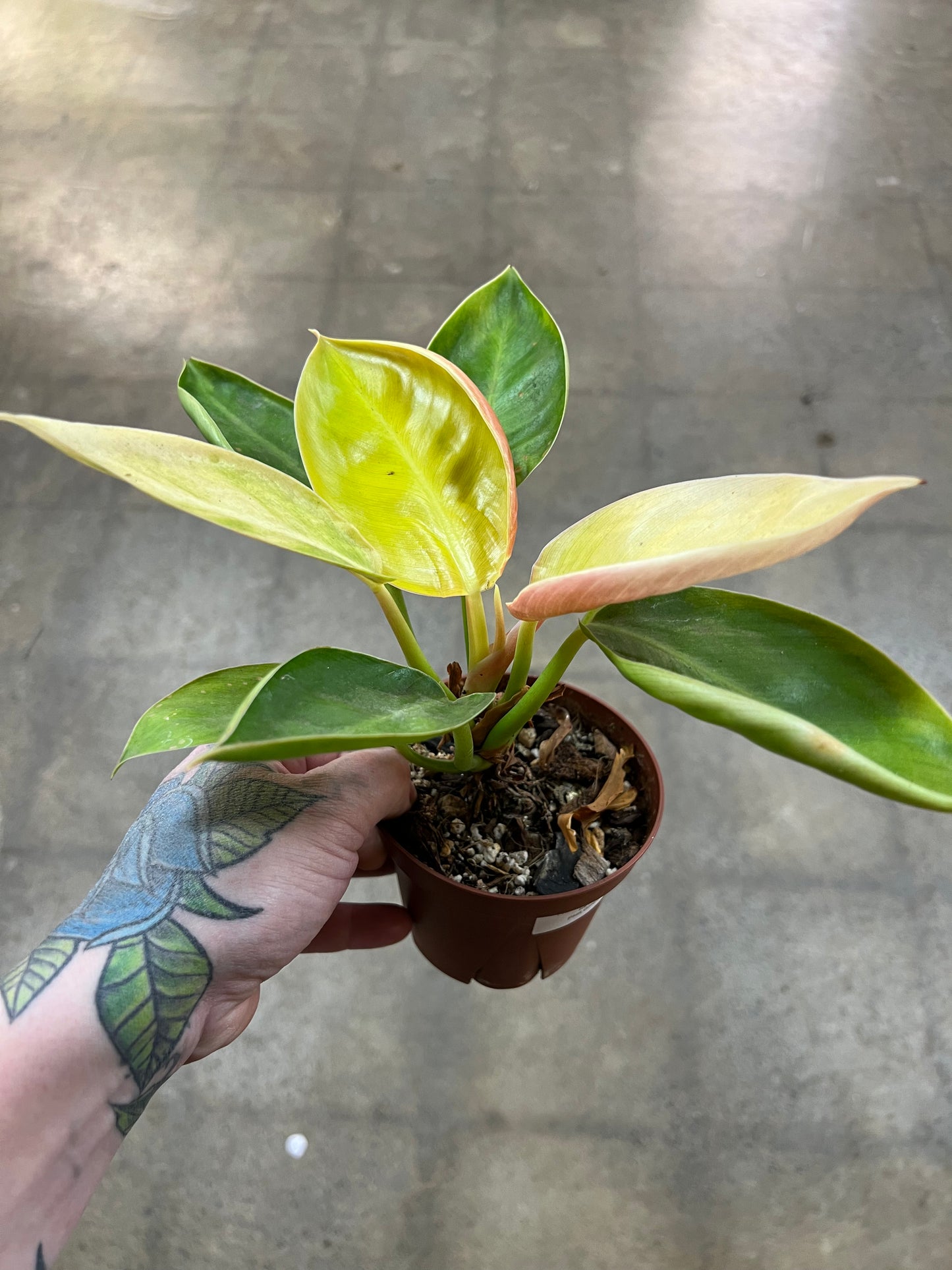 Philodendron Green Congo Reverted