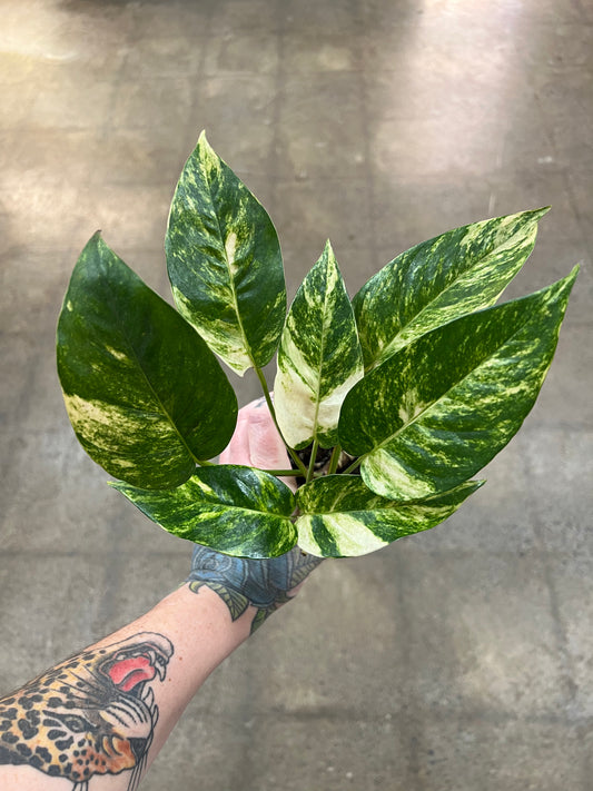 Epipremnum Pinnatum Sunburst