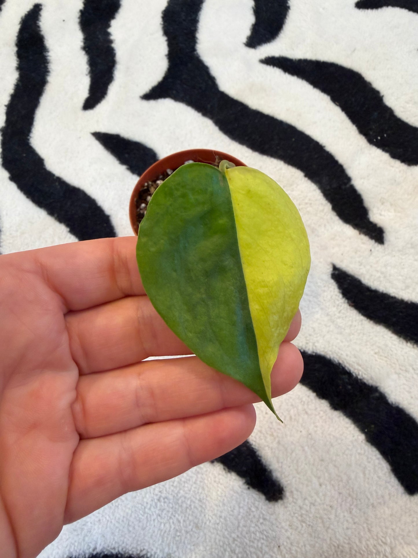 Monstera Yellow Lava #3