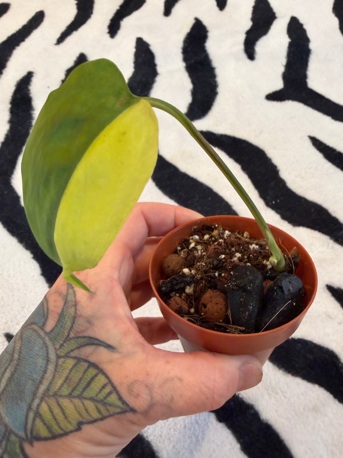 Monstera Yellow Lava #3