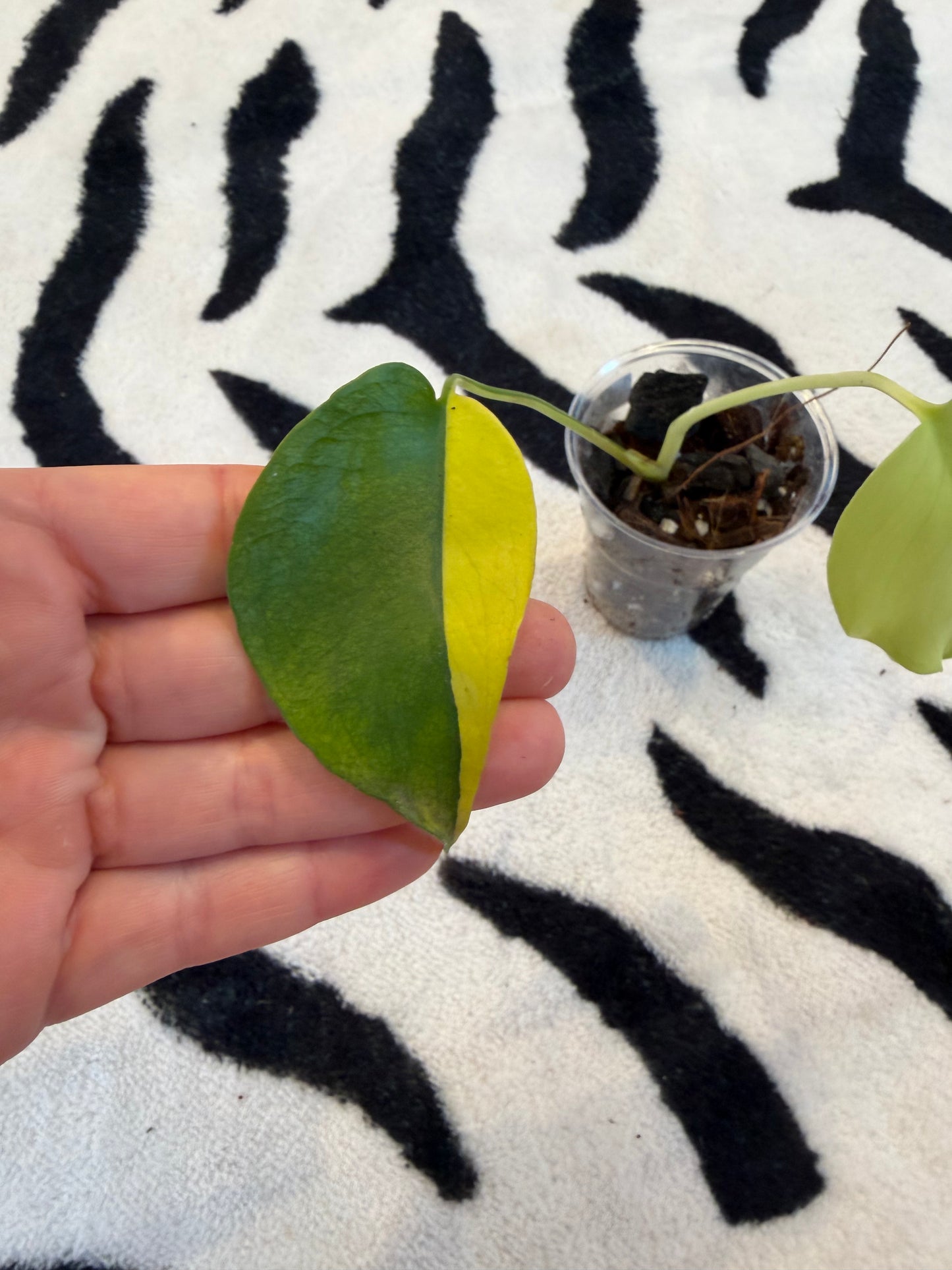 Monstera Yellow Lava #2