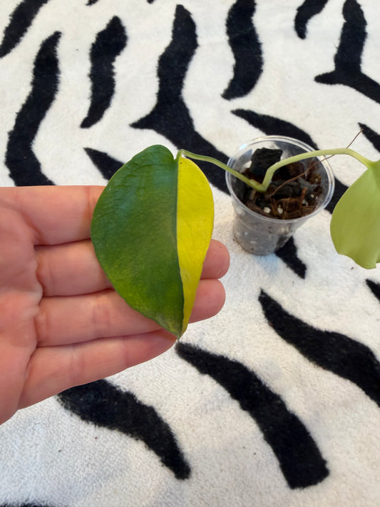 Monstera Yellow Lava #2