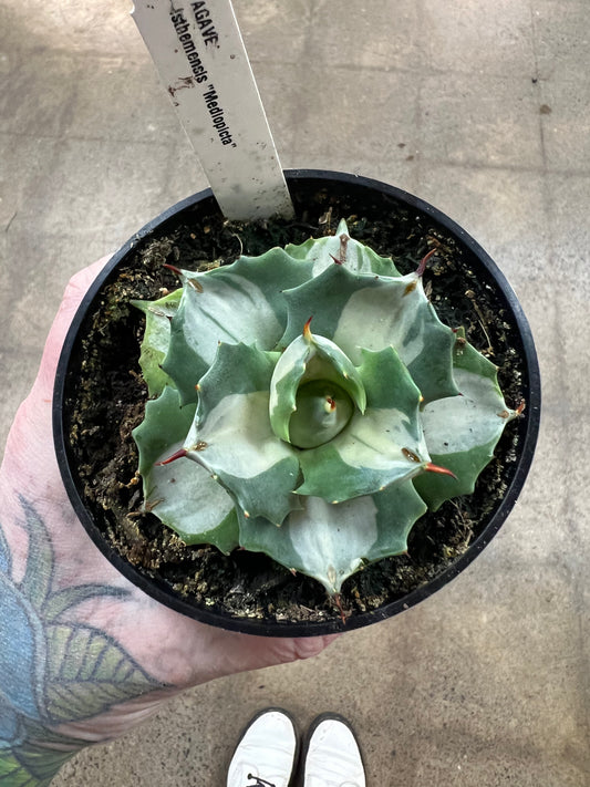 Agave Isthmensis Mediopicta