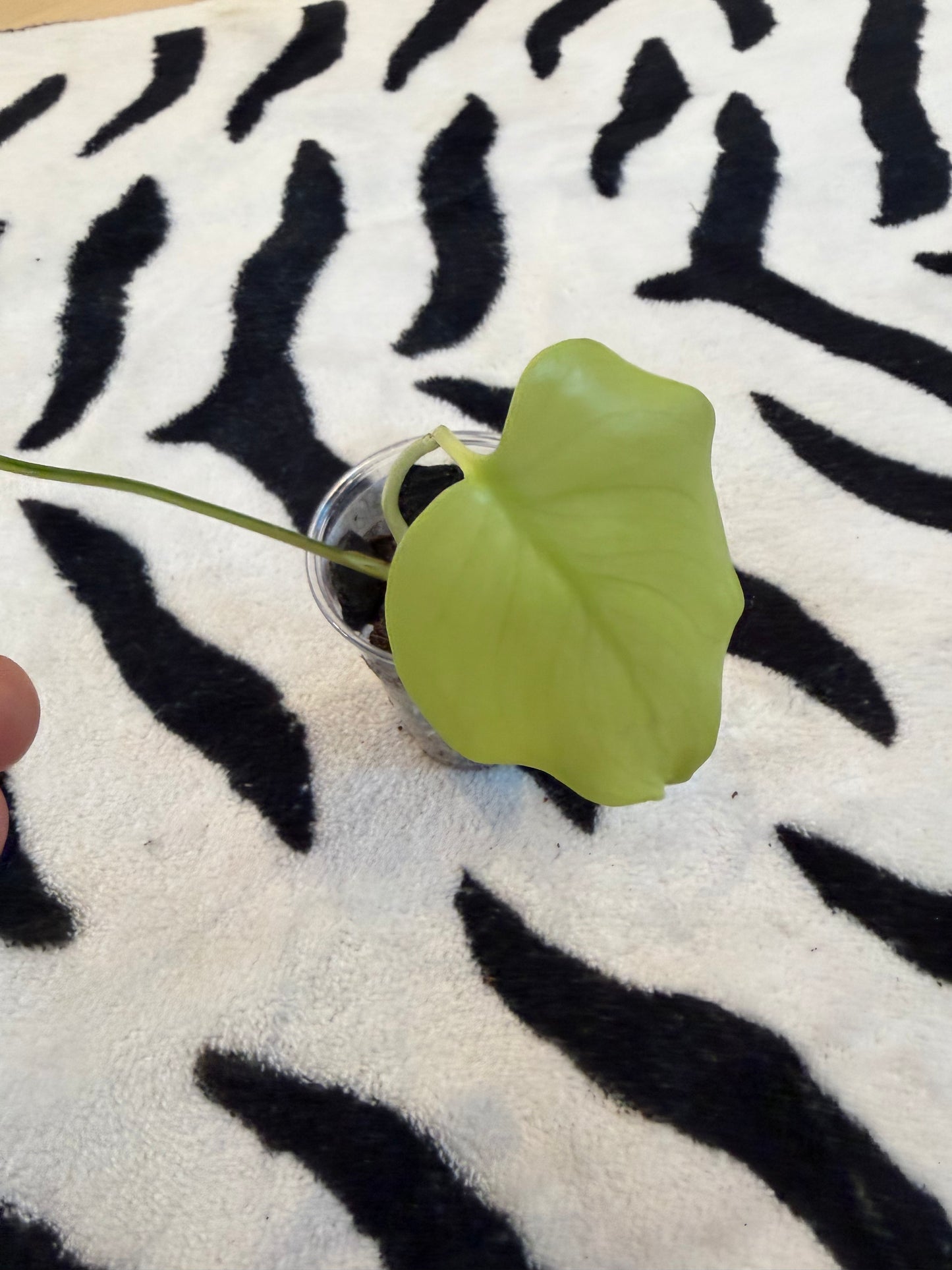 Monstera Yellow Lava #2