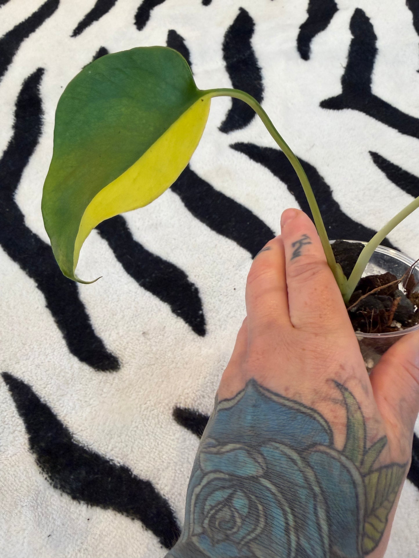 Monstera Yellow Lava #2