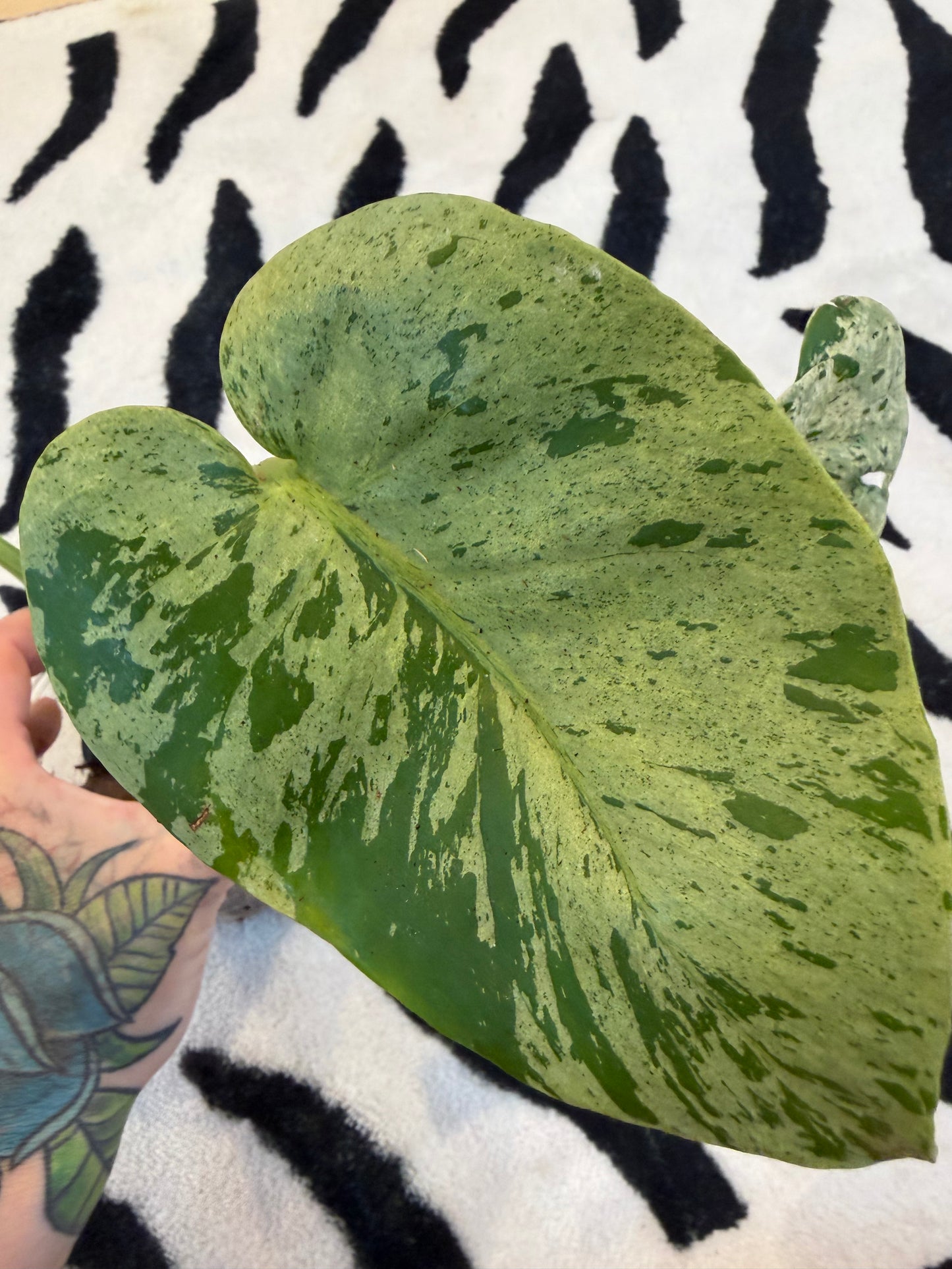 Monstera Bulbasaur #A