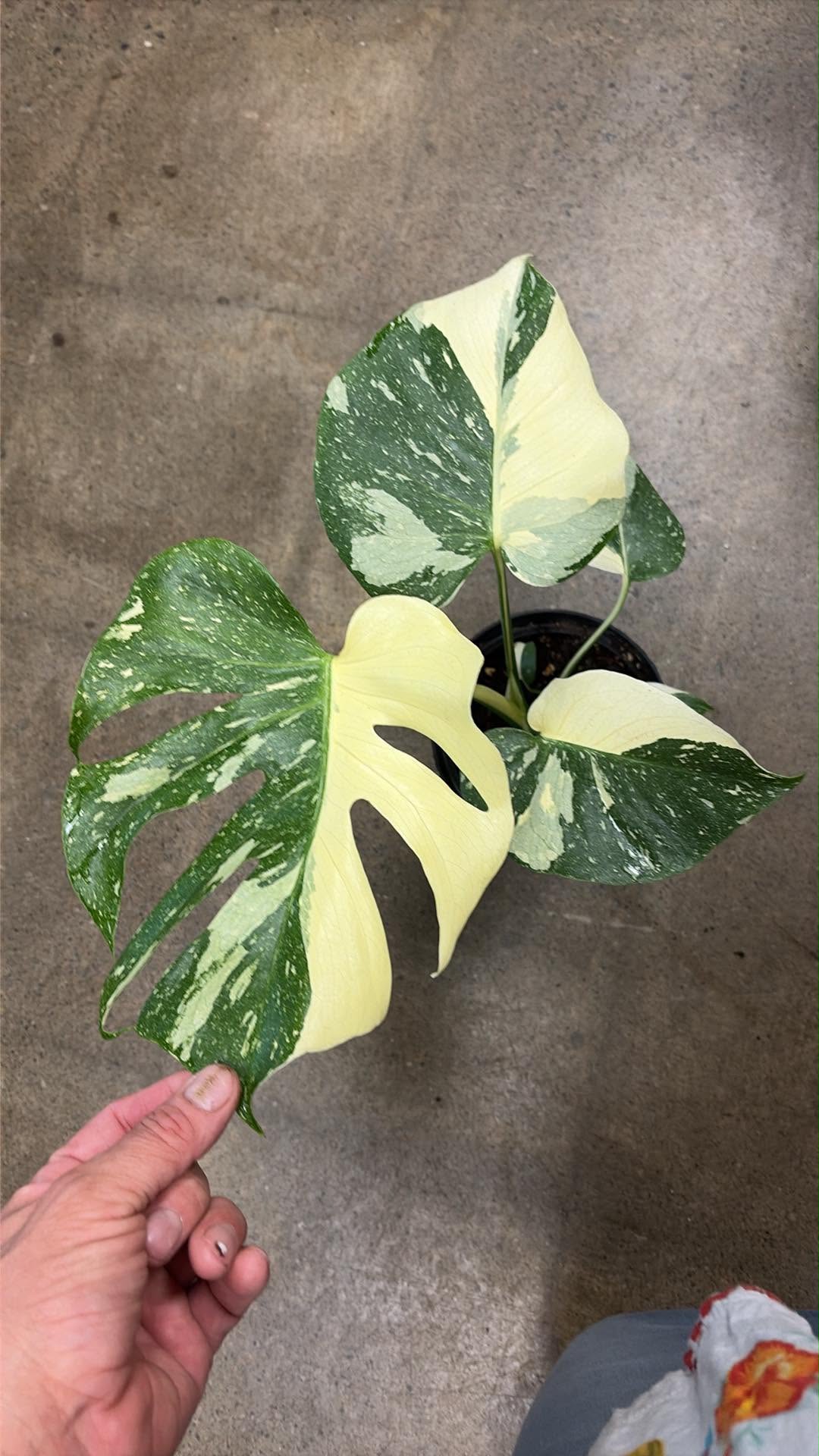 Monstera Crème Brûlée