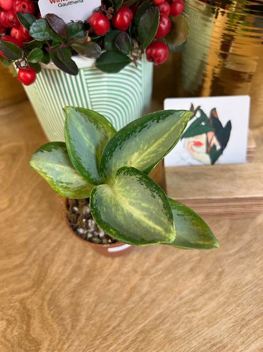 Aglaonema Green Bowl