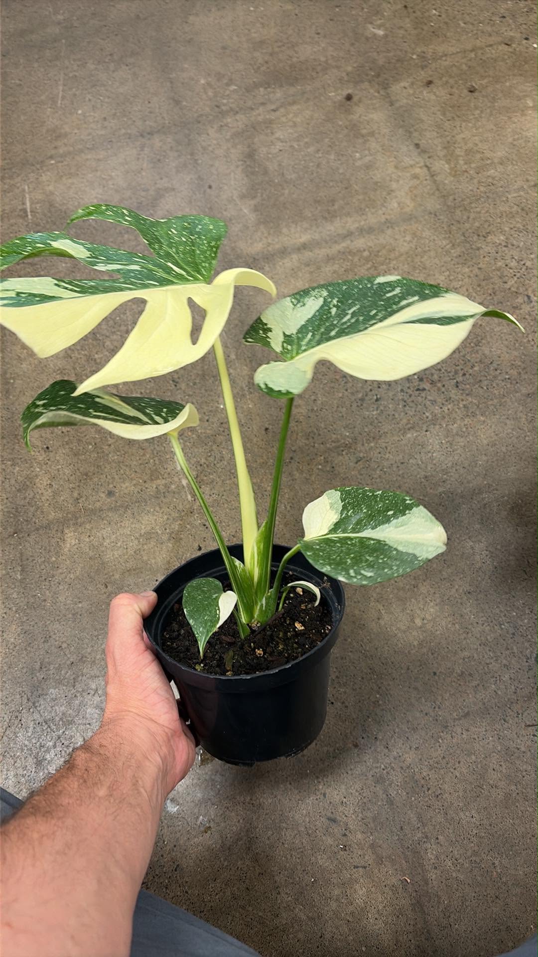 Monstera Crème Brûlée