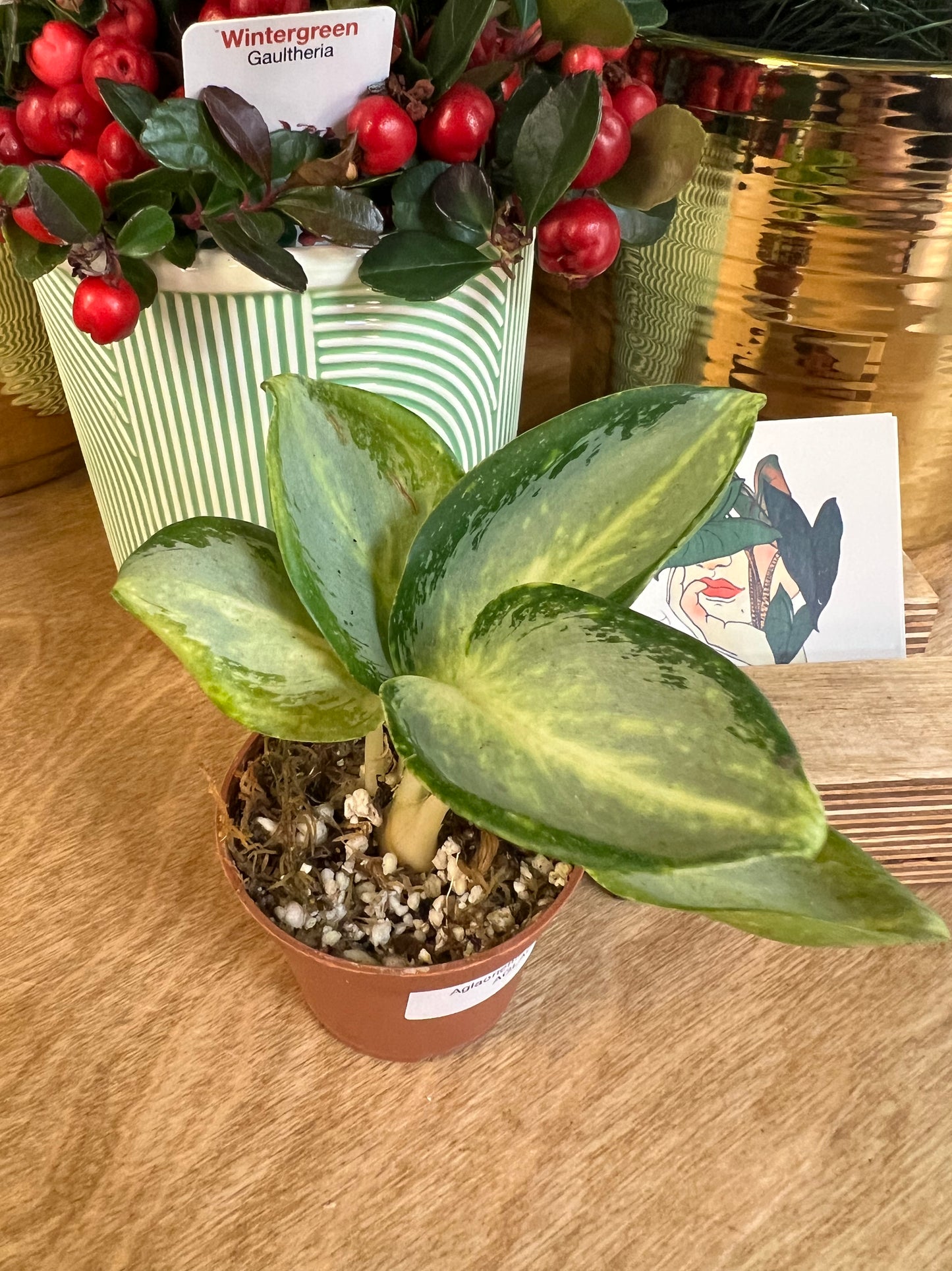 Aglaonema Green Bowl