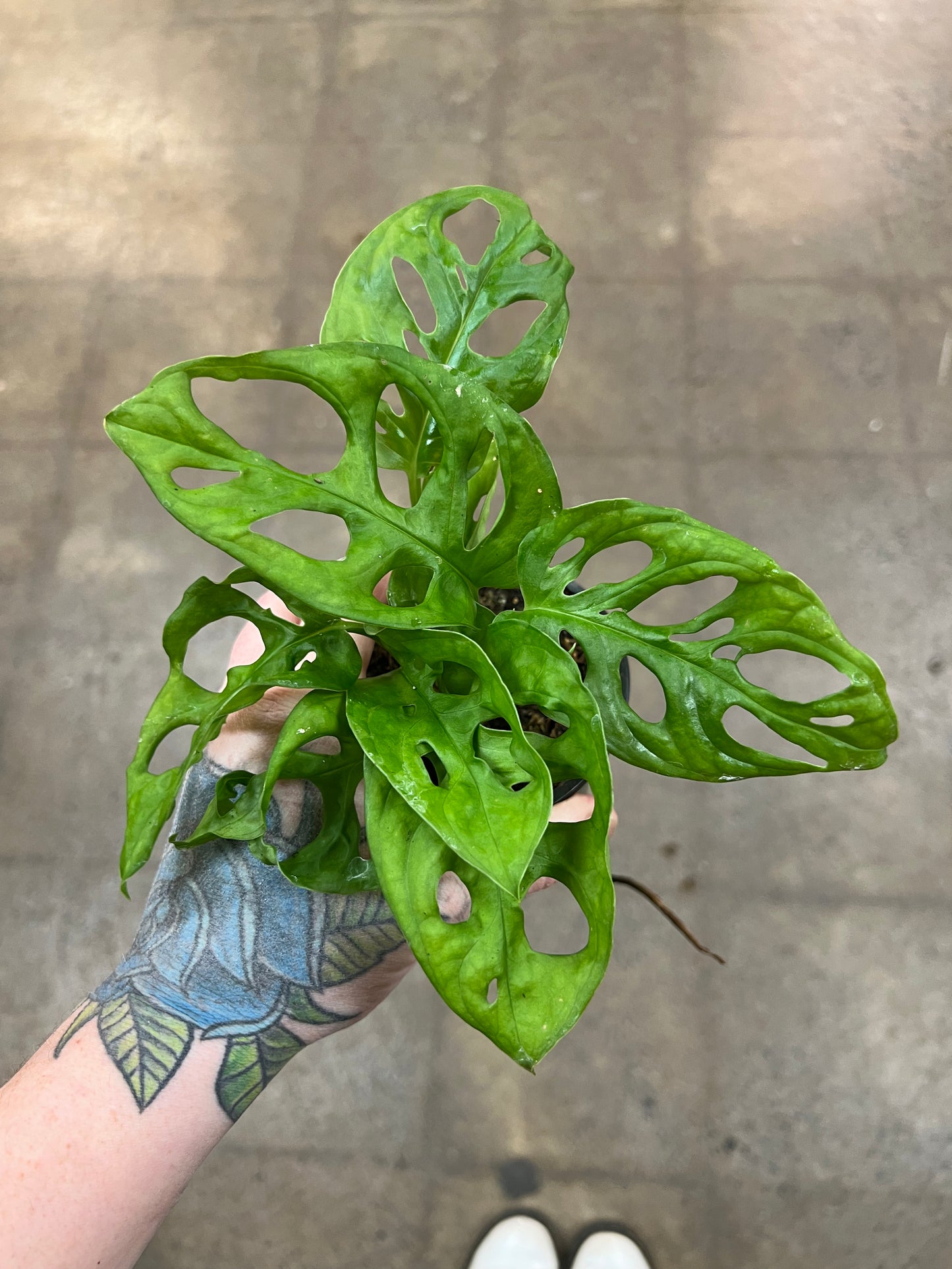 Philodendron Swiss cheese