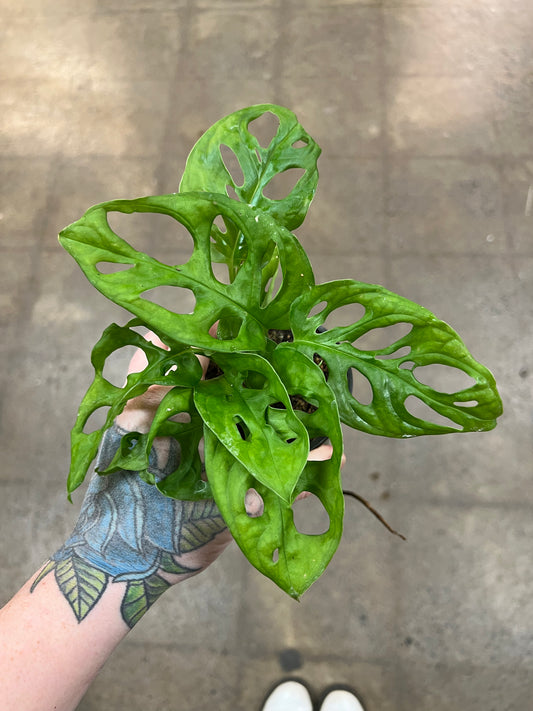 Philodendron Swiss cheese