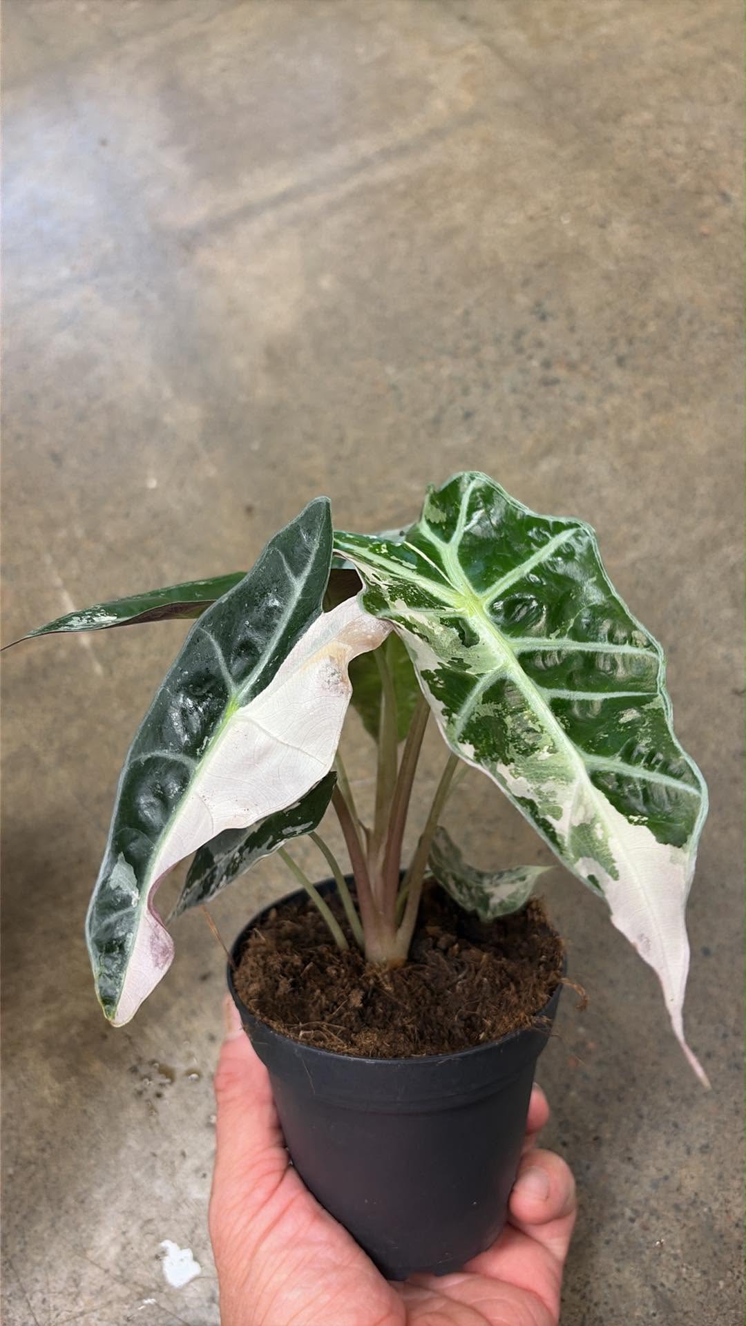Alocasia Polly Pink Variegated #1
