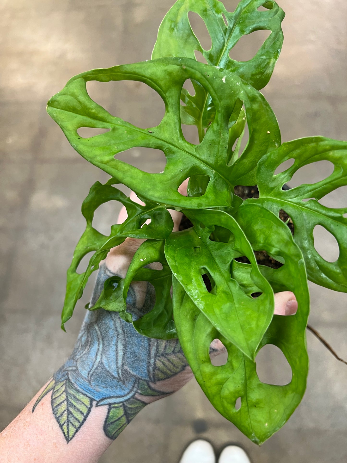Philodendron Swiss cheese