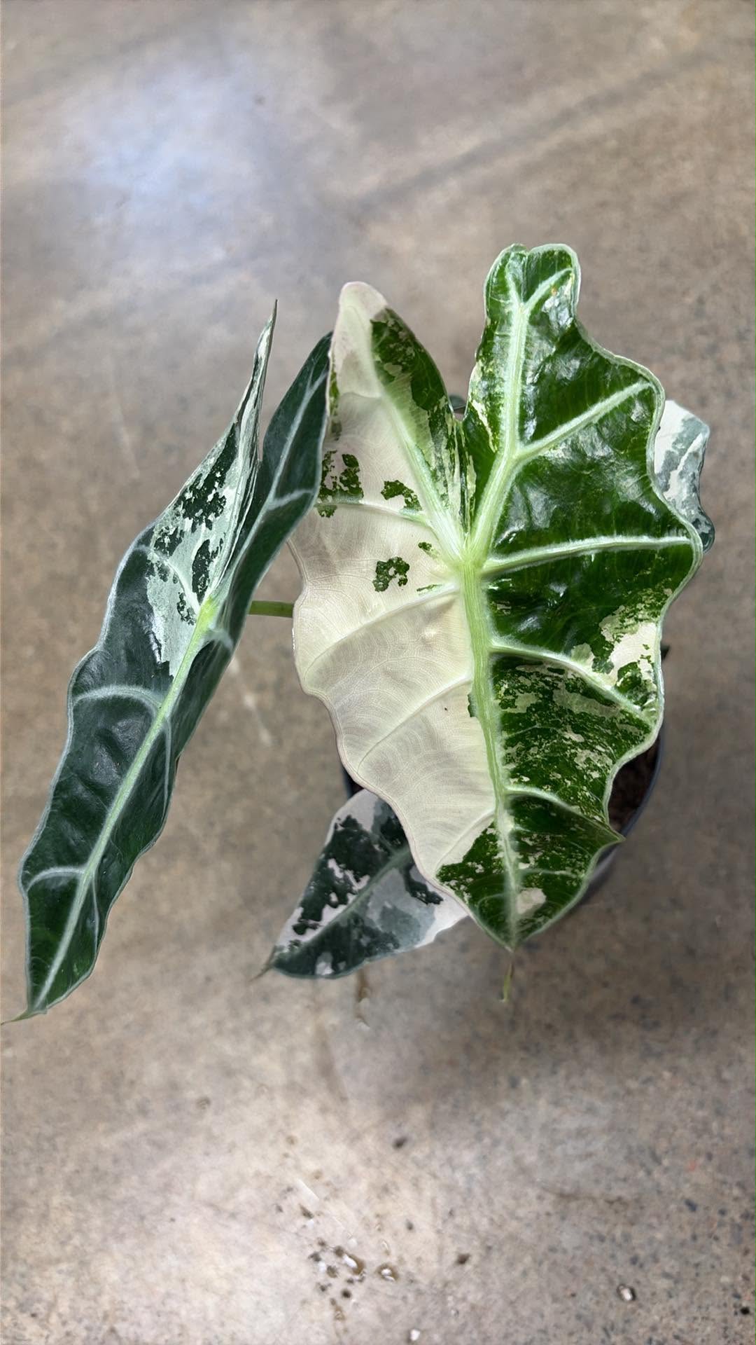 Alocasia Polly Pink Variegated #2