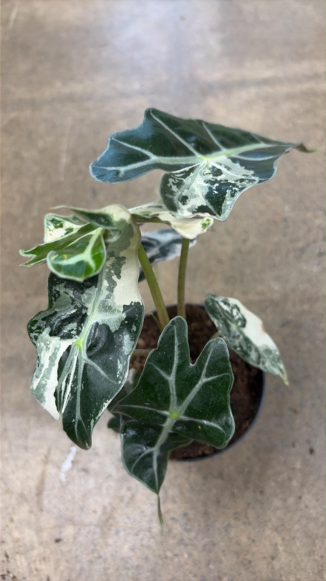 Alocasia Polly Pink Variegated #2