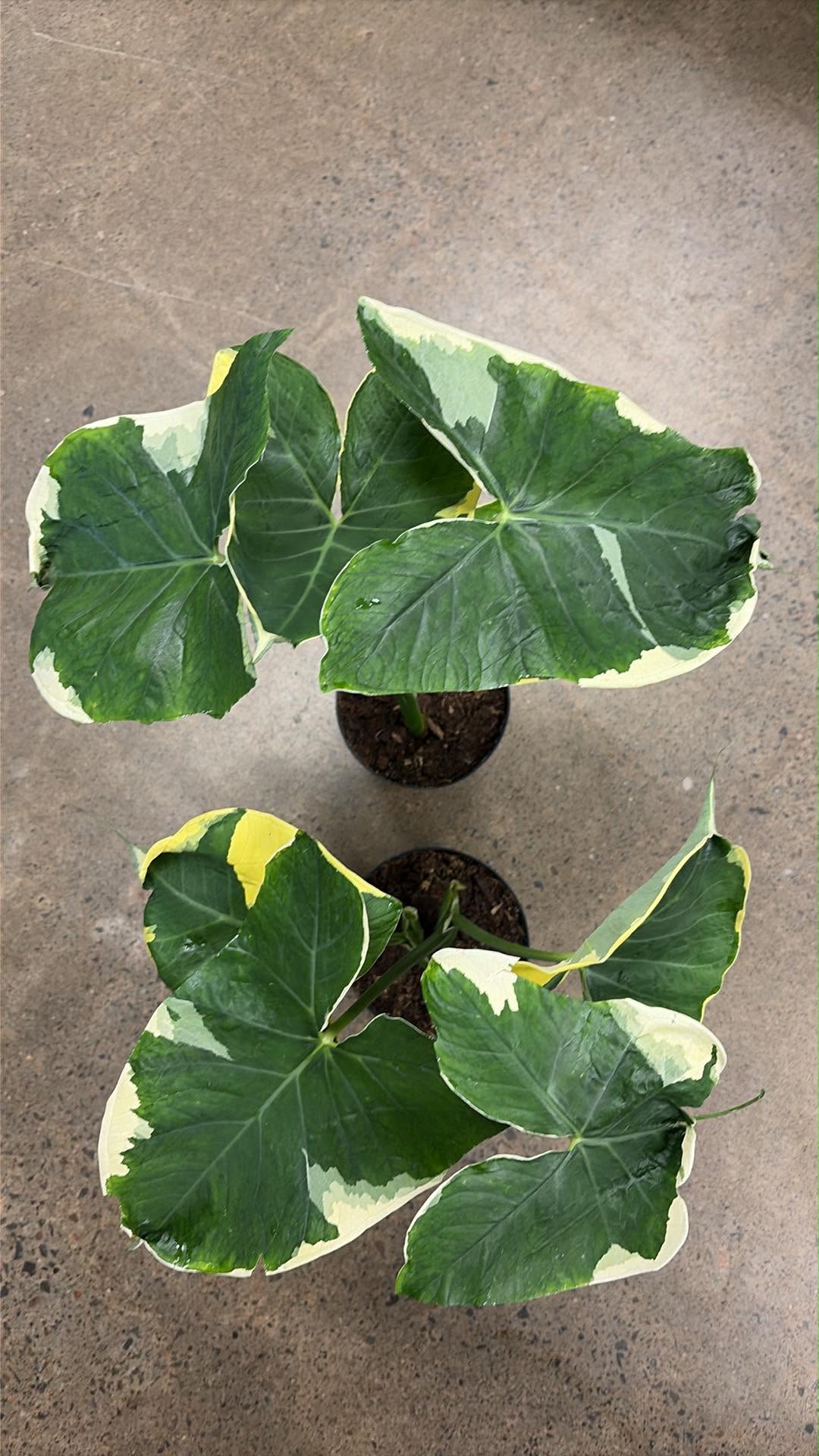 Alocasia Mickey Mouse