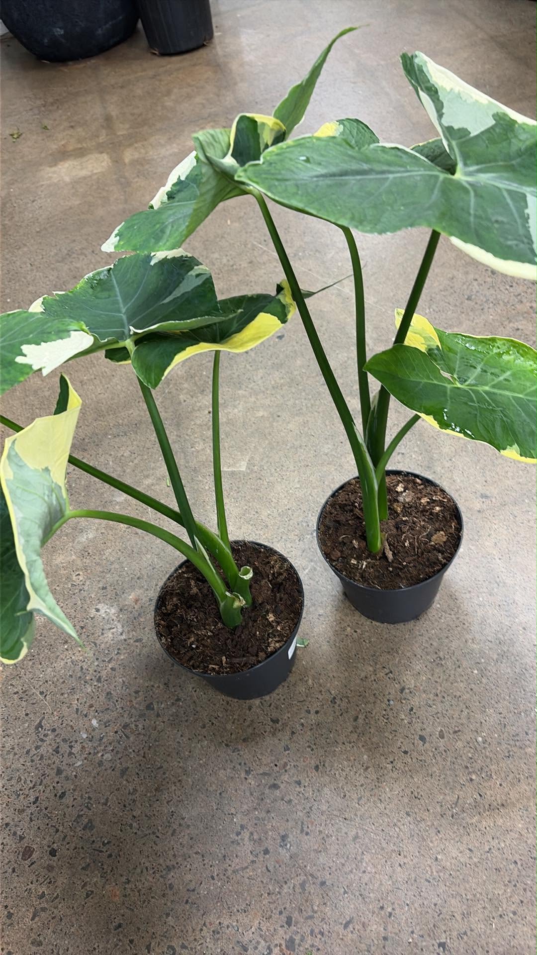 Alocasia Mickey Mouse
