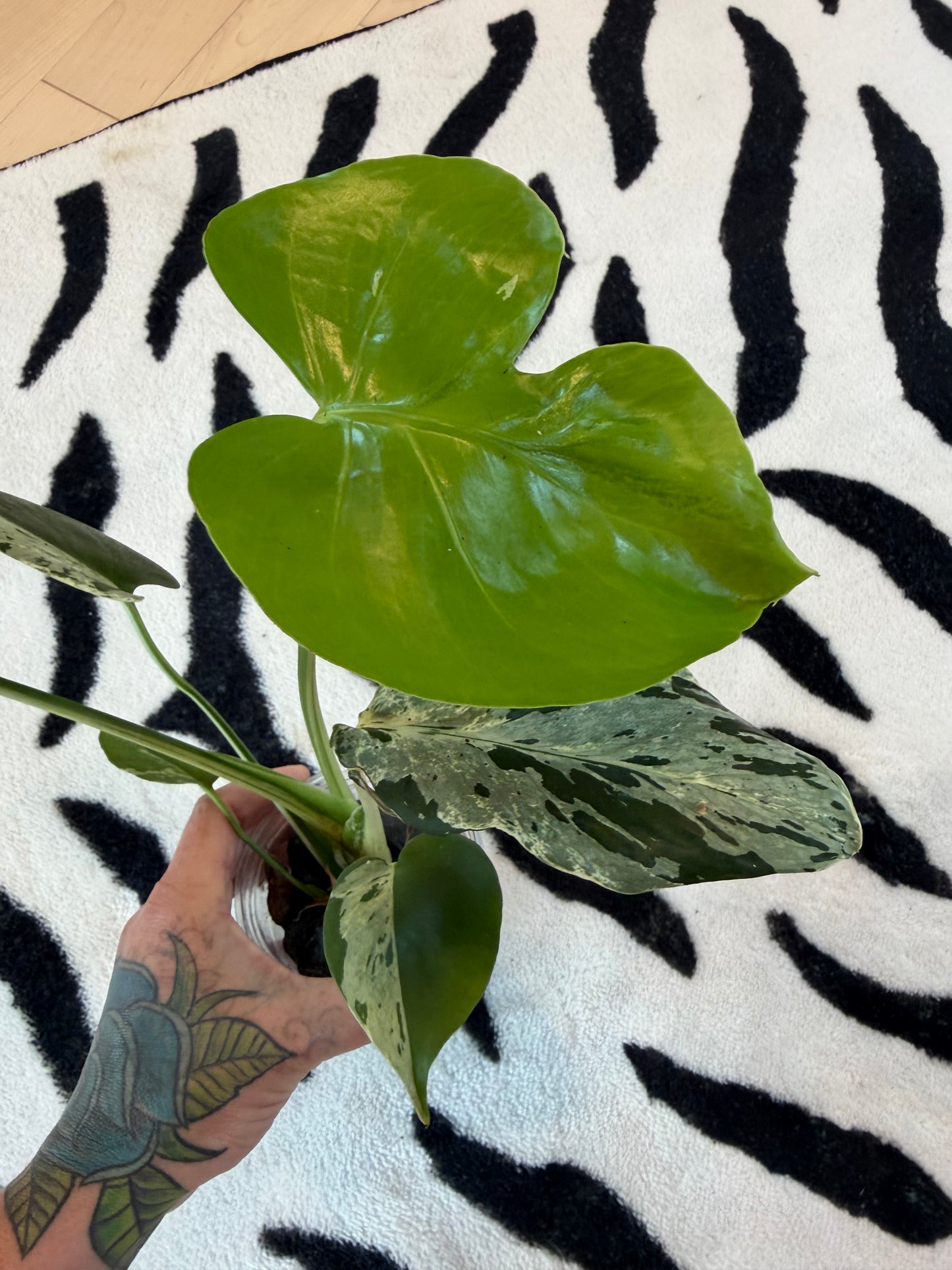 Monstera Bulbasaur #17