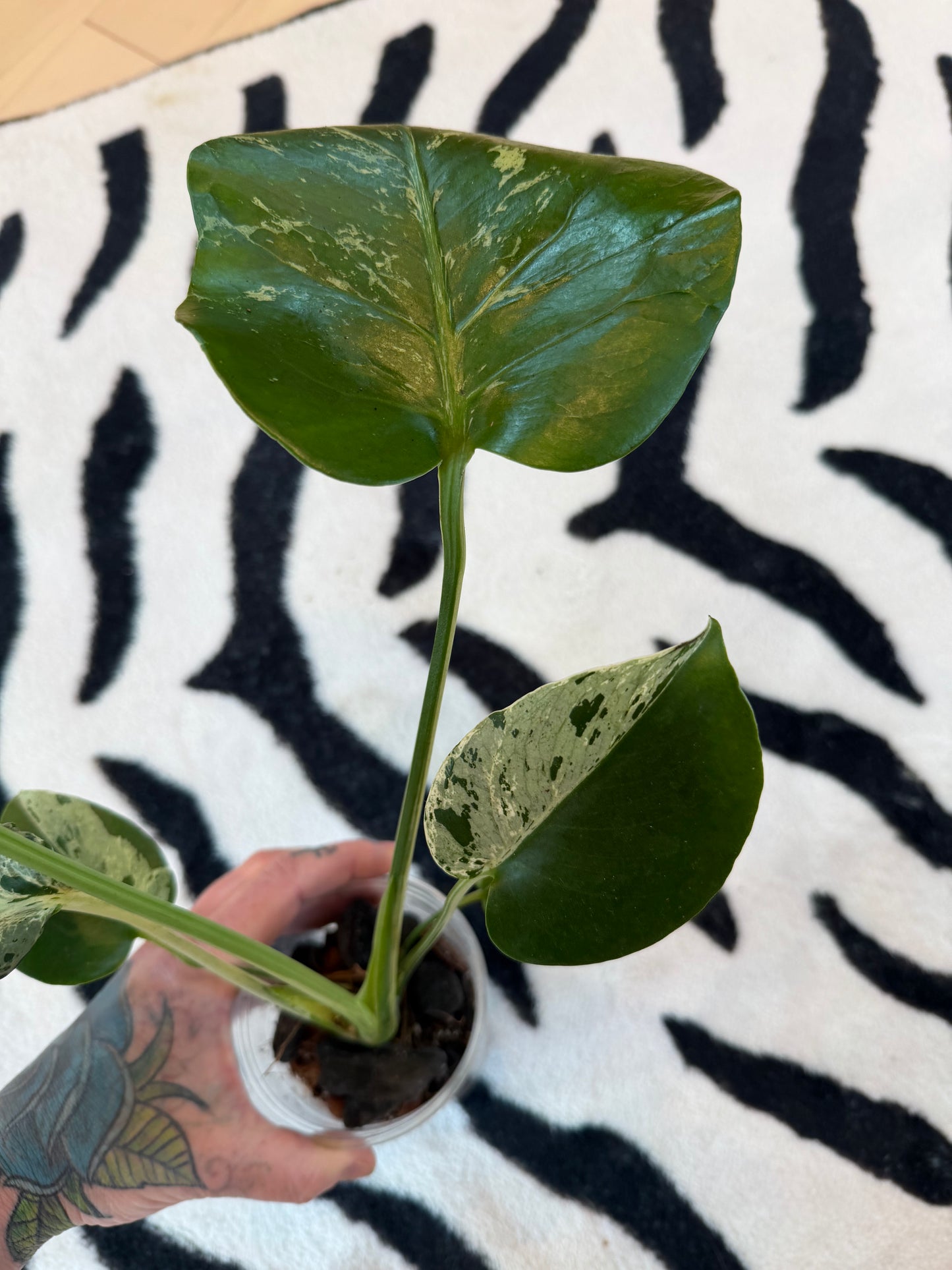 Monstera Bulbasaur #17