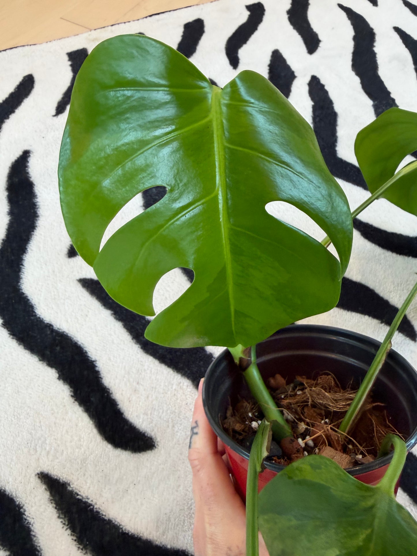 Monstera Green on Green
