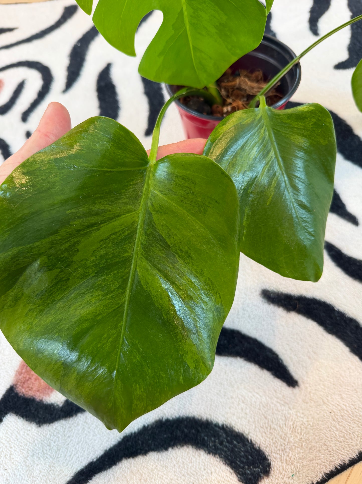 Monstera Green on Green
