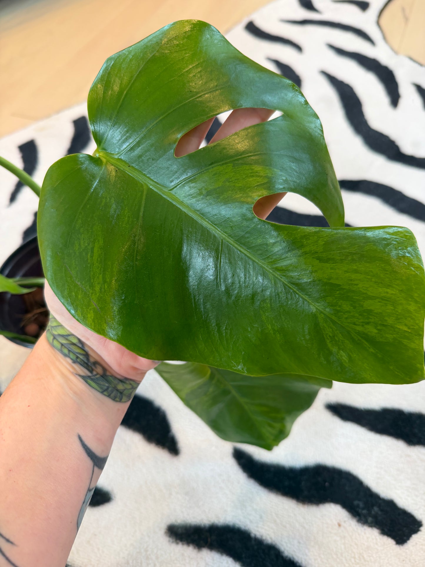 Monstera Green on Green