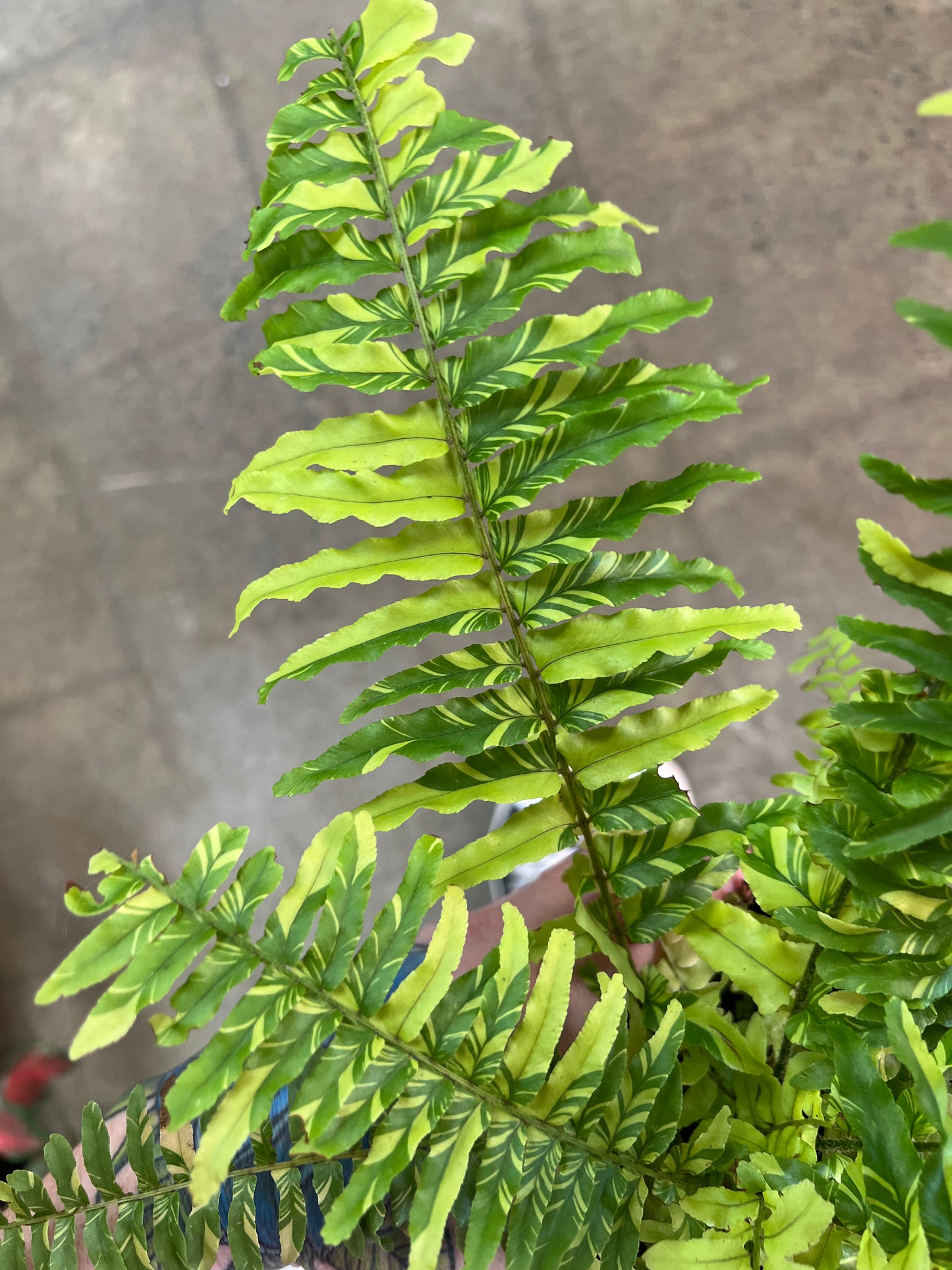 Fern Tiger