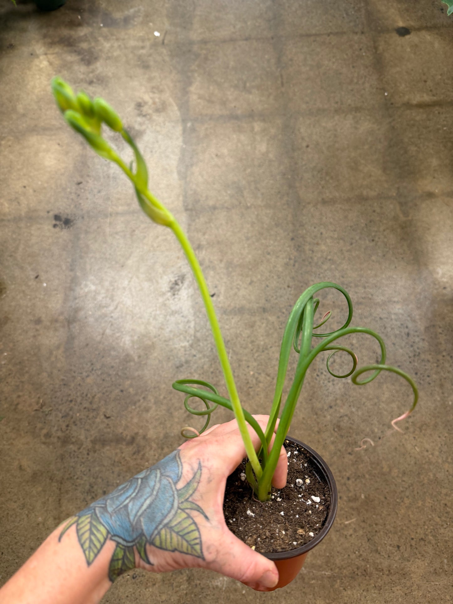 Corkscrew Albuca