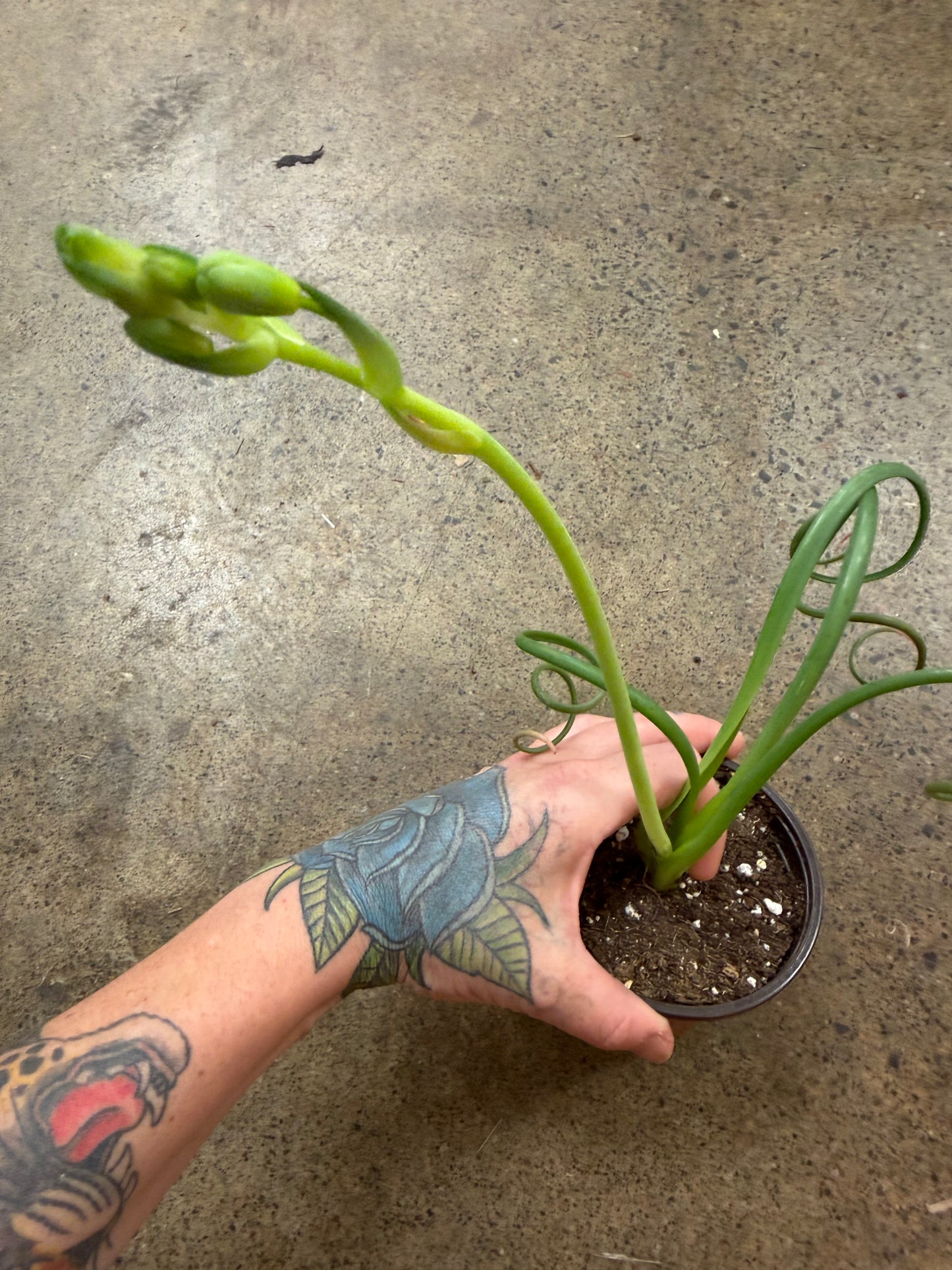 Corkscrew Albuca