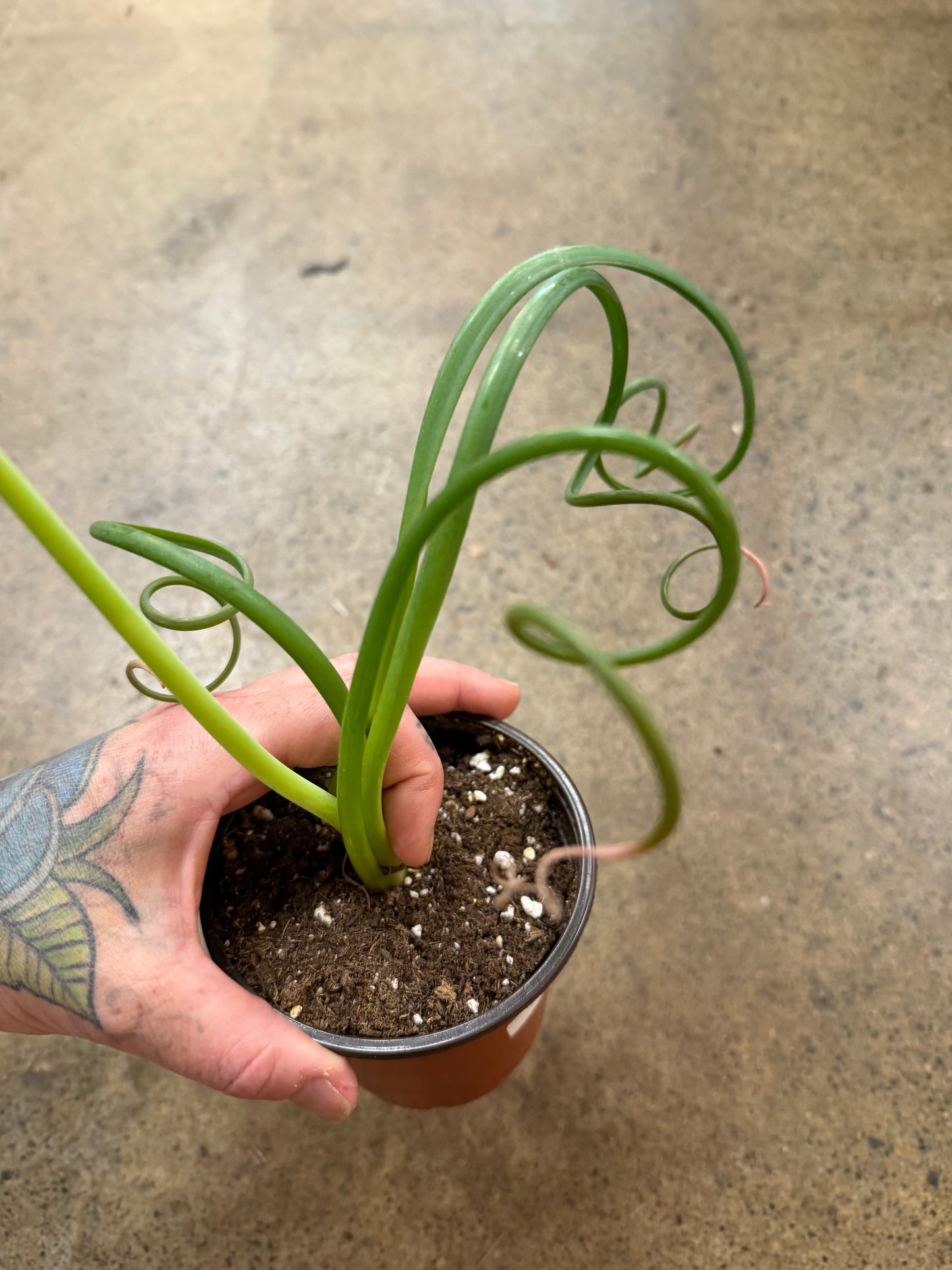 Corkscrew Albuca