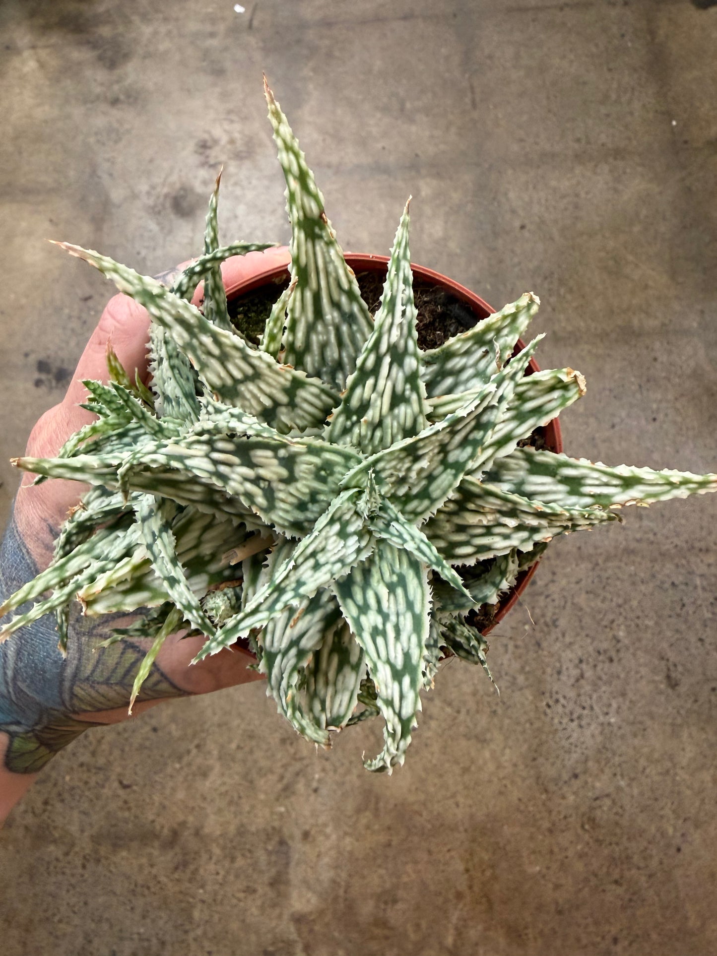 Aloe Snowflake