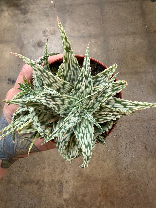 Aloe Snowflake