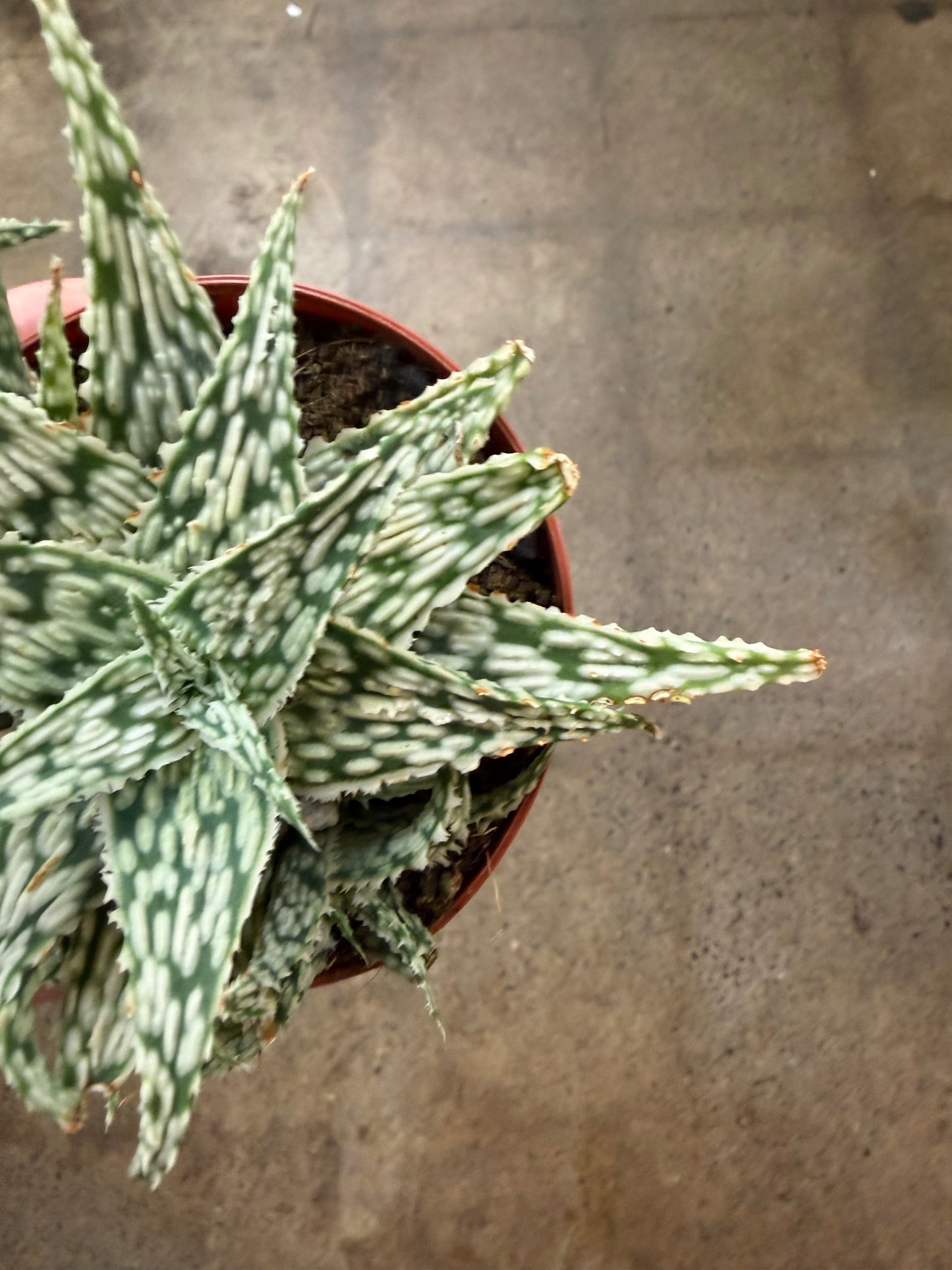 Aloe Snowflake